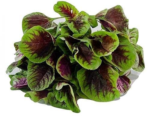 Red Stripe Leaf Amaranth Seeds – Unique, Edible Spinach-Like Salad Green “Chinese Spinach” | Liliana's Garden |