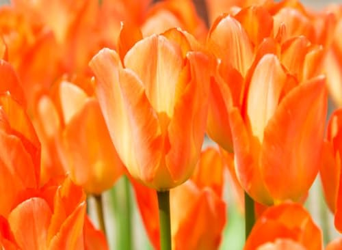Tulipa Fringed Mixture Tulip Bulbs Size 11/12 for Planting - Plant in Fall, Winter or Early Spring (10, Orange Emperor)