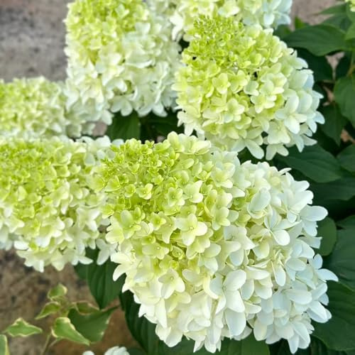 hortensia panícula - jardín que prefieren la sombra, balcón 1Plantas