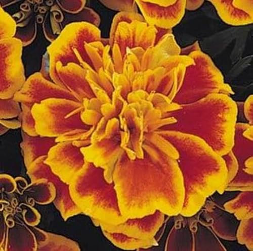 Flower - French Marigold - Bonanza Flame - 50 De-Tailed Seeds