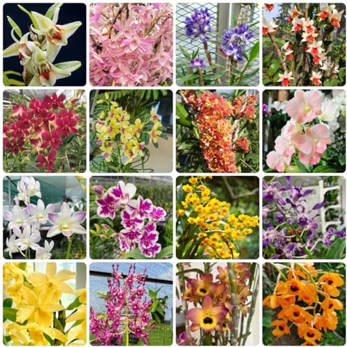 semillas de orquídea dendrobium ornamentales, decoracioneses para lugares soleados. de jardín semillas pradera, sombra trepadoras orgánicas, 550pcs