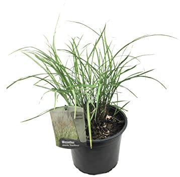 Plant in a Box - Miscanthus sinensis 'Gracillimus' - Ziergras - Winterhart - Mehrjährig - Topf 23cm - Höhe 40-60cm
