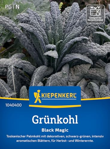 Kiepenkerl Grünkohlsamen Black Magic 1040400, Gemüsesaat | Dekorativ, schwarz- grün, für Beet, Hochbeet & Kübel