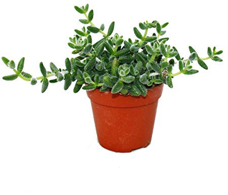 Concombre - Delosperma echinatum - pot de 12cm