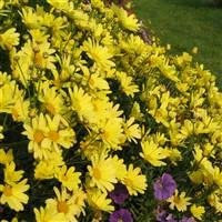 3 x Argyranthemum 'Cornish Gold' Marguerite Cottage Garden Perennial Plug Plants