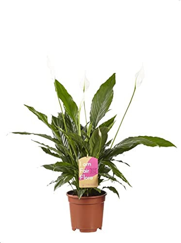 Spathiphyllum Sweet Silvio DECOALIVE Planta de Interior Natural para Decorar el Hogar Lirio de la Paz o Espatifilo