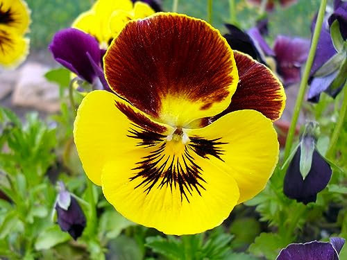 Saatgut Veilchen | Stiefmütterchen große Gelbe 50 x Samen Prademir samenfest