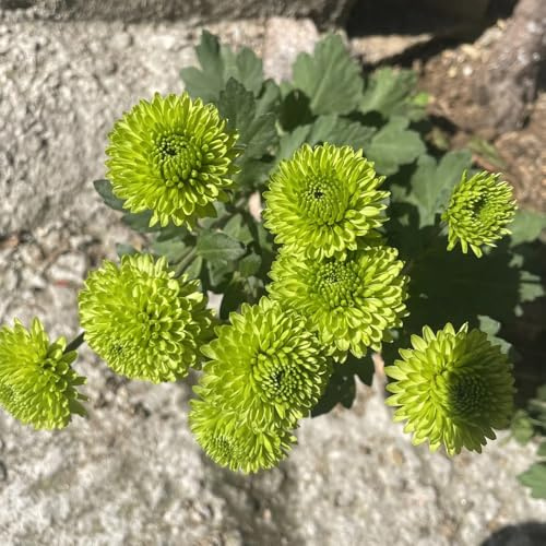 semi di crisantemo resistenti, tappezzanti del terreno di vecchie varietà da giardino roccioso 250pcs