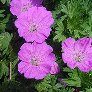 seedsown - Semillas de Geranio sanguineum Poco Bead