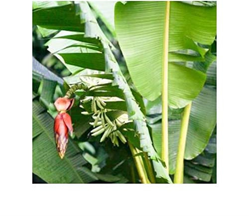 Pcs - 10x Musa (Bananier) Tuberculata Melon-Banane Jardin Plantes - Graines ID519 - Seeds & Plants Shop by Ipsa