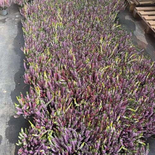 brezo Decoraciones otoñales un jardín resistente brezo de balcón de interior otoño resistentes en exteriores 450semillas
