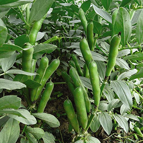 Thompson & Morgan - Vegetable - Broad Bean Oscar - 50 Seed