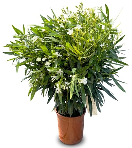 Sunny Tree - Planta - Adelfa - Adelfa Nerium - Color blanco - Altura 100-120 cm - Planta para exteriores - Hojas perennes en invierno - Planta mediterránea