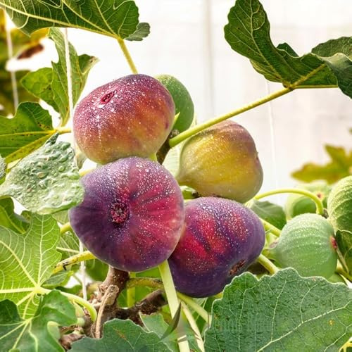 Planta Frutal Higo Enano Florero Blanco (Foto Real)