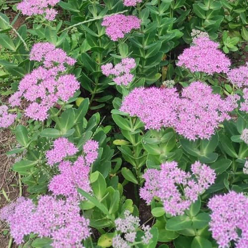Semillas de sedum, variedades antiguas jardín de resistentes jardines rocas verdes extraño balcón productos sostenibles resistentes semillas 200pcs