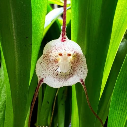 orchidea scimmia, Decorazioni giardino per esterni orchidee rara d'appartamento balcone, recisi di selvatici esotici 25semi