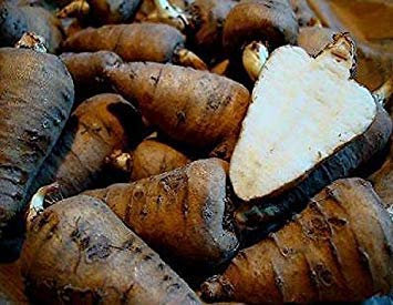 Cerfoglio tuberoso con semi di vaso - Cerfoglio tuberoso - Semi oltre 40 - Rarità!