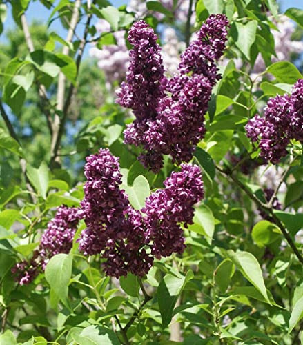 Edelflieder Syringa vulgaris 'Charles Joly' Pflanze 25-30cm lila Flieder Rarität