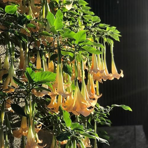 EngelstrompetePflanzeSamen、Pflanzengarten、Wunderschön leuchtende mitPflanzensamen、indoor gartenPflanzen100pcs