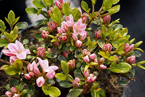 Rhododendron Kermesina Rose Rhododendron obtusum Kermesina Rose Containerware 20-25 cm