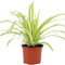 Chlorophytum Variegatum Falangio Nastrino Pianta Ragno per Casa o Ufficio (20-30 cm)