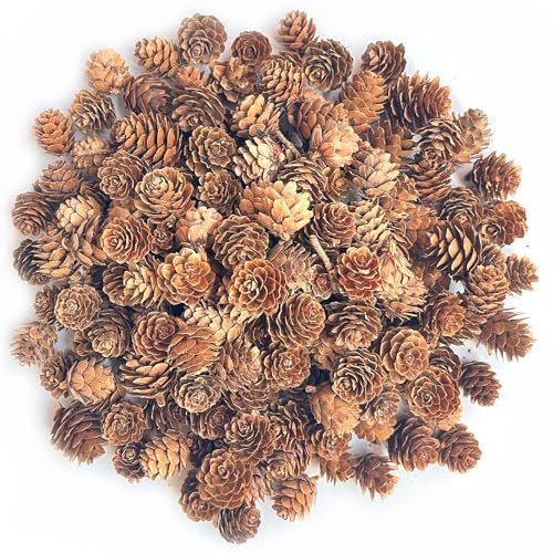 POTWPOT Lot de 100 mini pommes de pin naturelles pour loisirs créatifs, décoration d'intérieur (1 à 2 cm)