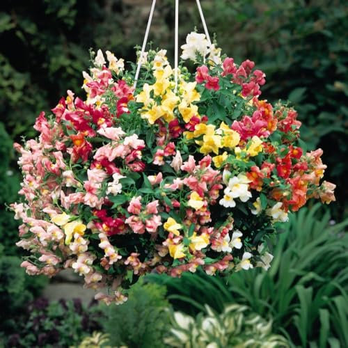 Antirrhinum Trailing Mix Seeds - Colourful Snapdragons for Summer Containers - Easy-to-Grow Annual Flowers - 1x Packet of 100 Seeds by Thompson & Morgan