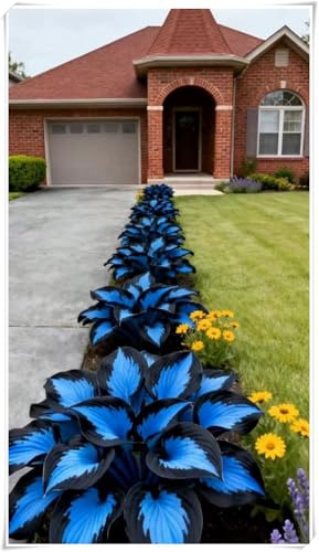 Otoño o primavera Excelente para plantar en interiores o exteriores-En maceta,Rizomas de Hosta -Fácil de cultivar. -4 Rizomas-B