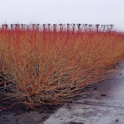 De Plante Cornouiller 'Cornus Sanguinea' Dans Vase 18 (Photo Réelle)