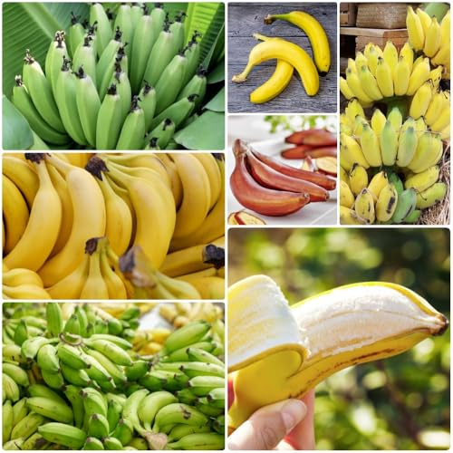 Semi di banano - vecchie varietà fresca frutteto da giardino da balcone semi rari di banana esterno frutto per esterni 15pcs