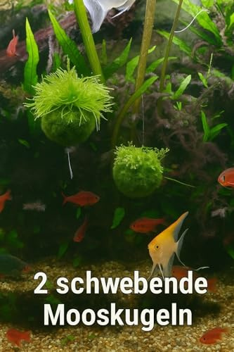 Schwebende Mooskugeln fürs Aquarium – Natürliche Deko & Biofilter für Süßwasser • Schwimmende Moosbälle für Aquascaping & Garnelenbecken (Riesenmoosk. m. Moos 2er Pack)