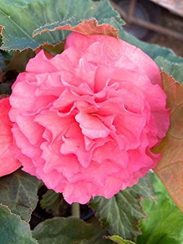 9 x Hardy Begonia Pink (Corms to Plant Yourself) Free UK Postage