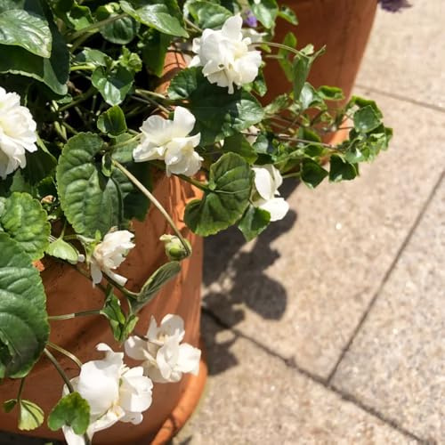 duftveilchen bio wildblumen exotische blumenbeet balkonpflanzen 550samen