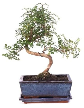 Bonsái de Zanthoxylum Piperitum Natural Árbol Perfecto para Decorar