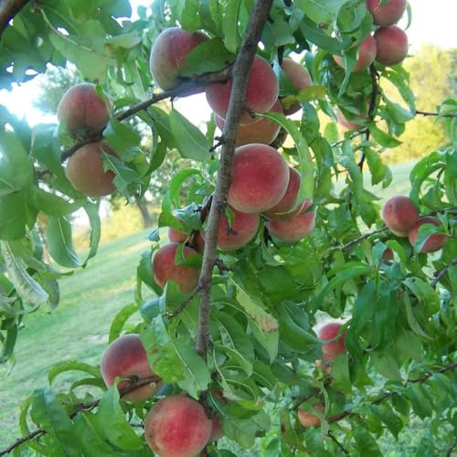 15 pezzi acquistare semi di melocotonero - colonnario resistente, giardino di perenne resistenti, nani colonnari letto elevato