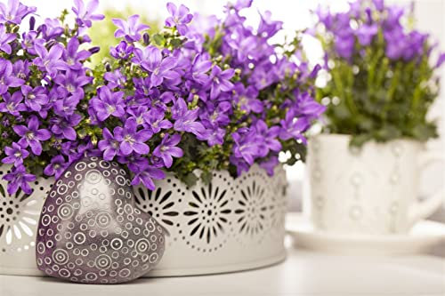 Campanula portenschlagiana 9x9 cm Topf – Winterhart, Mehrjährig, Pflegeleicht – Dalmatiner-Glockenblume – Bodendecker für Beet & Steingarten