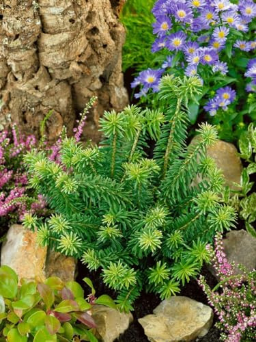 Balsamtanne Abies balsamea Kiwi 20-25 cm Zwergkonifere winterhart