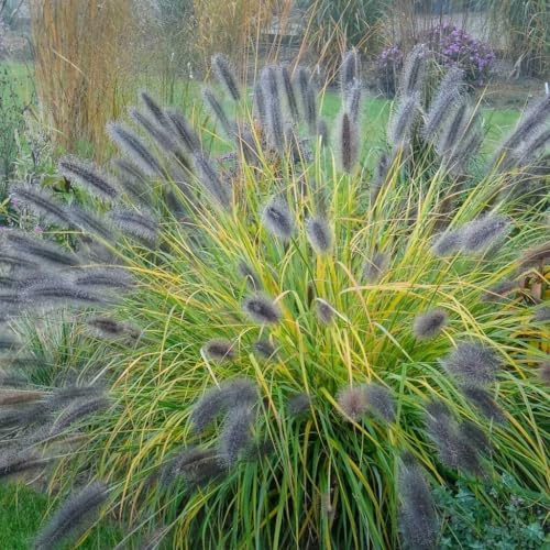 Pennisetum alopecutoides Black Beauty 1L - Schnell wachsendes Ziergras