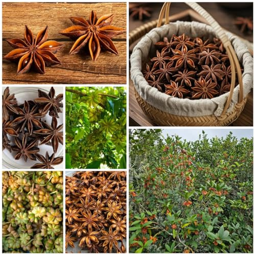 semi di anice stellato, sementi biologiche, antiche varietà, balcone arbusti sempreverdi resistenti di d'appartamento 100pcs