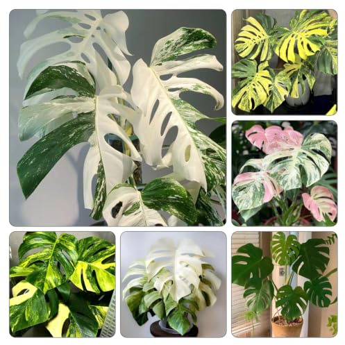semillas de monstera - invernadero interior Decoraciones jardín 60pcs