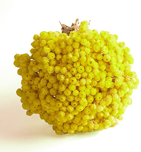 Immortelle getrocknet in Gelb italienische Strohblumen gelbe Deko Trockenblumen im Bund 30 cm lang 15-20 Stiele ca. 100 g Immortelle Helichrysum italicum