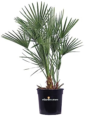 Pianta di Chamaerops Humilis Pianta di Palma di San Pietro palma di Chamaerops Humilis pianta da esterno palma in vaso pianta vera pianta ornamentale venduta da eGarden.store (Vaso 30 cm)