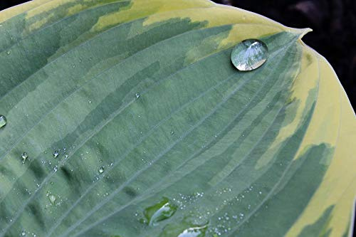 Home Comforts Leaf Plant Green Hosta Leaves Plantain Lily-20 Inch By 30 Inch Laminated Poster With Bright Colors And Vivid Imagery-Fits Perfectly In Many Attractive Frames
