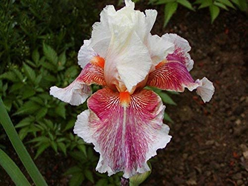 Iris Roots Bulbi fragranti splendidi esotici Pure Beautiful Garden Planting-10 lampadine