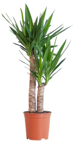 BloomPost Yucca Elephantipes - 75-85 cm Plante d'Intérieur - Plantes d'Intérieur Faciles d'Entretien Pour la Maison et le Bureau - Plante Purificatrice d'Air - Dans le Pot de Culture