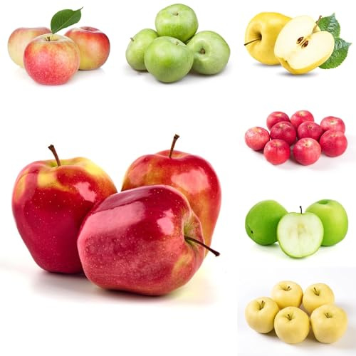semi di melo, mela sapote, resistenti di melo, d'appartamento di verdi 250pcs