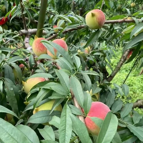 semi di pesco - giardino roccioso, raro biologico, varietà antiche resistenti interna colonnari sul balcone 20pcs