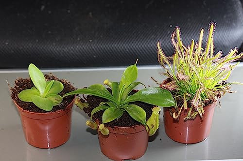 Fleischfressende Pflanzen, 3er Set - Riesig! N.alata, P.sethos, Dr. capensis
