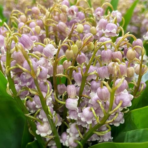 Bulbos de lirio de los valles - bulbos decoración sala estar invernaderos balcón primavera jardín perennes resistentes para lugares soleados decoración 8pcs