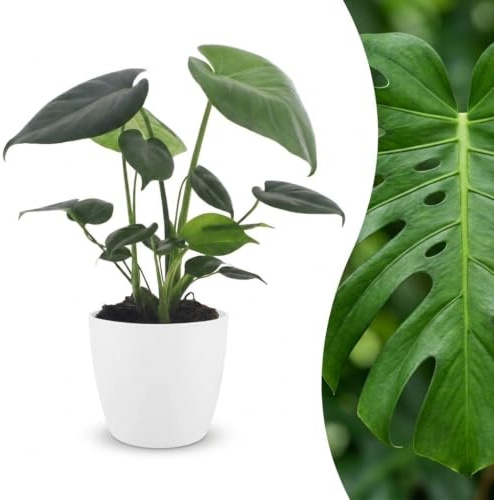 Monstera Deliciosa - Plante à trous - avec pot blanc - 30cm - Ø12cm